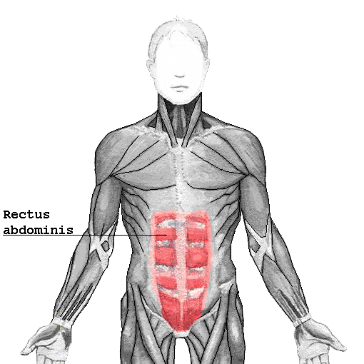 How many rectus abdominal muscles are there?